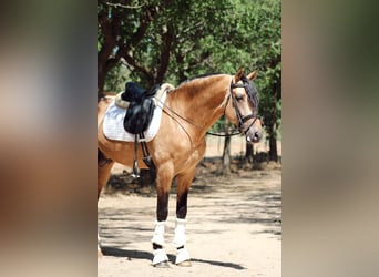 PRE Mix, Stallion, 5 years, 16,1 hh, Dun