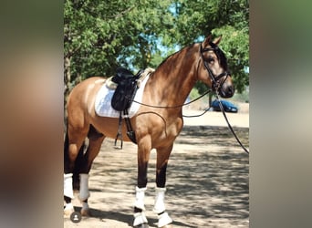 PRE Mix, Stallion, 5 years, 16,1 hh, Dun