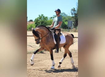 PRE Mix, Stallion, 5 years, 16,1 hh, Dun