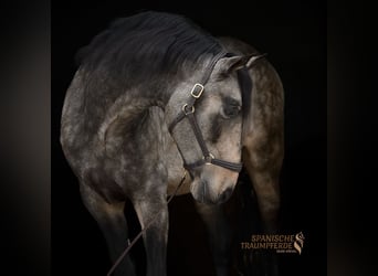 PRE, Stallion, 5 years, 16.1 hh, Dun