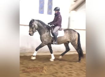 PRE, Stallion, 5 years, 16.1 hh, Dun
