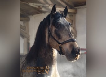 PRE, Stallion, 5 years, 16.1 hh, Dun