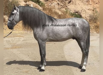 PRE Mix, Stallion, 5 years, 16,1 hh, Gray