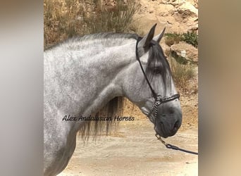 PRE Mix, Stallion, 5 years, 16,1 hh, Gray