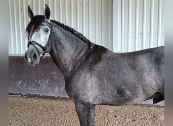 PRE, Stallion, 5 years, 16.1 hh, Gray-Dark-Tan
