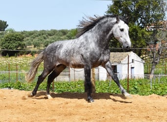 PRE, Stallion, 5 years, 16.1 hh, Gray