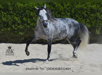 PRE, Stallion, 5 years, 16.1 hh, Grey-Dapple PRE, Stallion, 5 years, 16.1 hh, Grey-Dapple