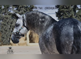 PRE, Stallion, 5 years, 16.1 hh, Grey-Dapple PRE, Stallion, 5 years, 16.1 hh, Grey-Dapple