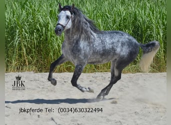 PRE, Stallion, 5 years, 16.1 hh, Grey-Dapple PRE, Stallion, 5 years, 16.1 hh, Grey-Dapple