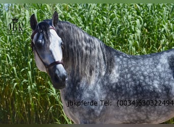 PRE, Stallion, 5 years, 16.1 hh, Grey-Dapple PRE, Stallion, 5 years, 16.1 hh, Grey-Dapple