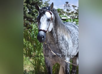 PRE, Stallion, 5 years, 16.1 hh, Grey-Dapple PRE, Stallion, 5 years, 16.1 hh, Grey-Dapple