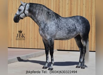 PRE, Stallion, 5 years, 16.1 hh, Grey-Dapple PRE, Stallion, 5 years, 16.1 hh, Grey-Dapple