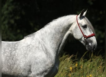 PRE Mix, Stallion, 5 years, 16.1 hh, Grey