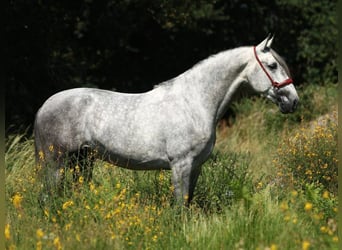PRE Mix, Stallion, 5 years, 16.1 hh, Grey