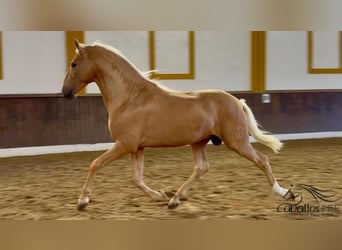 PRE Mix, Stallion, 5 years, 16.1 hh, Palomino