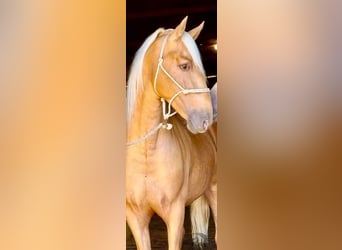 PRE Mix, Stallion, 5 years, 16.1 hh, Palomino