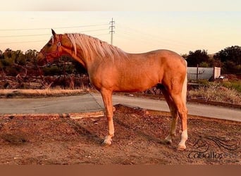 PRE Mix, Stallion, 5 years, 16.1 hh, Palomino