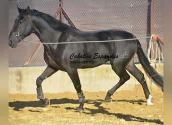 PRE, Stallion, 5 years, 16.1 hh, Smoky-Black