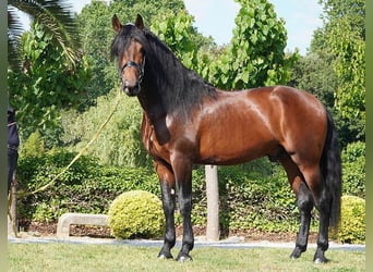 PRE, Stallion, 5 years, 16.2 hh, Bay-Dark