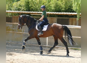 PRE, Stallion, 5 years, 16.2 hh, Bay-Dark
