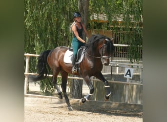 PRE, Stallion, 5 years, 16.2 hh, Bay-Dark