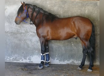 PRE, Stallion, 5 years, 16.2 hh, Bay-Dark