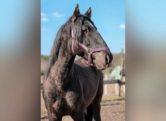 PRE Mix, Stallion, 5 years, 16.2 hh, Black