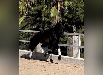 PRE, Stallion, 5 years, 16,2 hh, Black