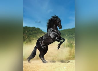 PRE, Stallion, 5 years, 16,2 hh, Black