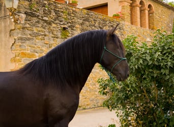 PRE, Stallion, 5 years, 16.2 hh, Black