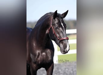 PRE, Stallion, 5 years, 16.2 hh, Black