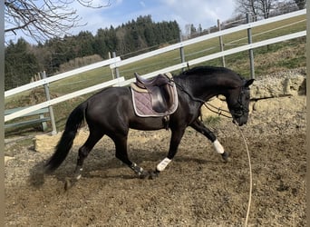 PRE, Stallion, 5 years, 16.2 hh, Black