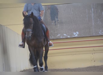 PRE, Stallion, 5 years, 16,2 hh, Brown