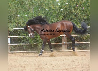 PRE, Stallion, 5 years, 16,2 hh, Brown