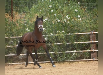 PRE, Stallion, 5 years, 16,2 hh, Brown