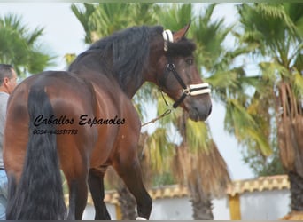 PRE, Stallion, 5 years, 16,2 hh, Brown