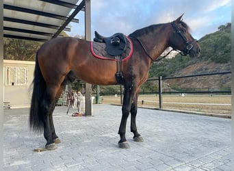PRE, Stallion, 5 years, 16.2 hh, Brown