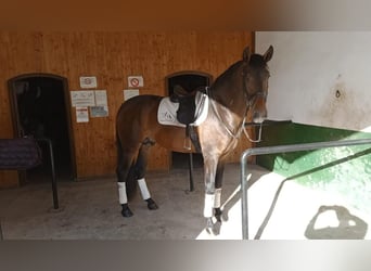 PRE, Stallion, 5 years, 16.2 hh, Brown