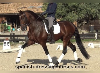 PRE Mix, Stallion, 5 years, 16,2 hh, Brown