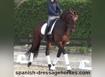 PRE Mix, Stallion, 5 years, 16,2 hh, Brown