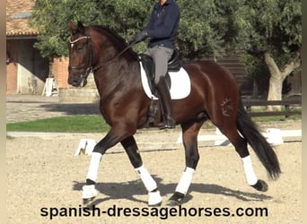 PRE Mix, Stallion, 5 years, 16,2 hh, Brown