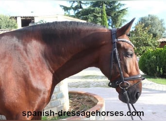 PRE Mix, Stallion, 5 years, 16,2 hh, Brown