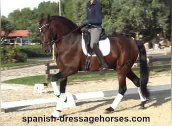 PRE Mix, Stallion, 5 years, 16,2 hh, Brown