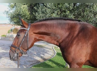 PRE Mix, Stallion, 5 years, 16,2 hh, Brown