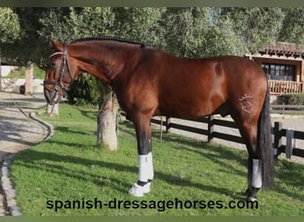 PRE Mix, Stallion, 5 years, 16,2 hh, Brown