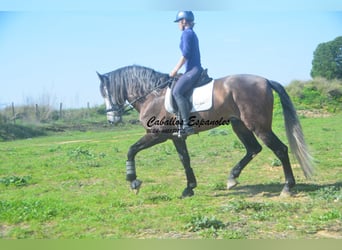 PRE Mix, Stallion, 5 years, 16.2 hh, Brown Falb mold