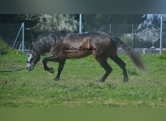 PRE Mix, Stallion, 5 years, 16.2 hh, Brown Falb mold