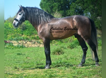 PRE Mix, Stallion, 5 years, 16.2 hh, Brown Falb mold