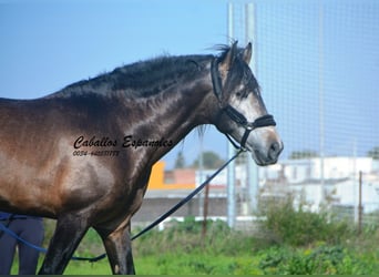 PRE Mix, Stallion, 5 years, 16.2 hh, Brown Falb mold