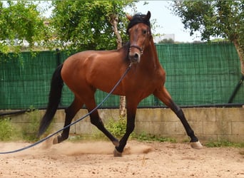 PRE Mix, Stallion, 5 years, 16.2 hh, Brown
